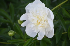 Paeonia albiflora