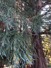 Sequoiadendron