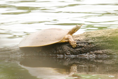 Apalone spinifera aspera