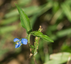 Commelina cyanea