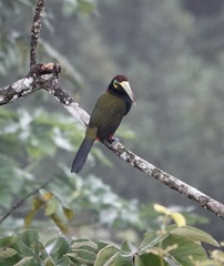 Selenidera spectabilis