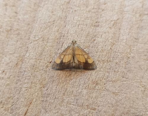 Evergestis limbata