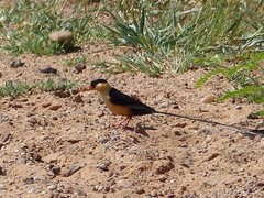 Vidua regia