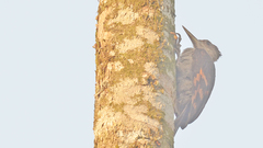 Reinwardtipicus validus