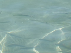Caranx caballus