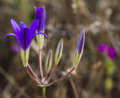 Brodiaea elegans