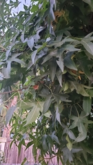 Liquidambar styraciflua