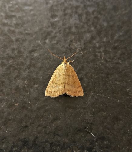 Psammotis pulveralis
