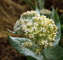 Asclepias vestita