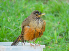 Turdus rufiventris