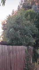 Liquidambar styraciflua