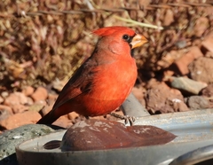 Cardinalis cardinalis superbus
