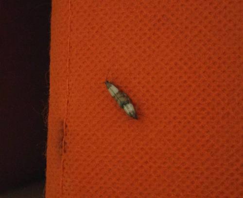 Plodia interpunctella