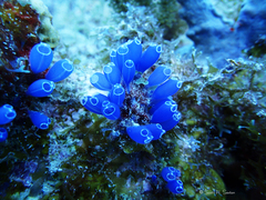 Clavelina puertosecensis