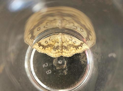 Cyclophora annularia