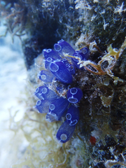 Clavelina puertosecensis