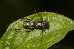 Neoclytus ypsilon