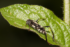 Neoclytus ypsilon