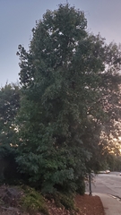 Liquidambar styraciflua