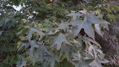 Liquidambar styraciflua
