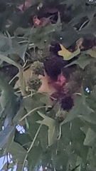 Liquidambar styraciflua