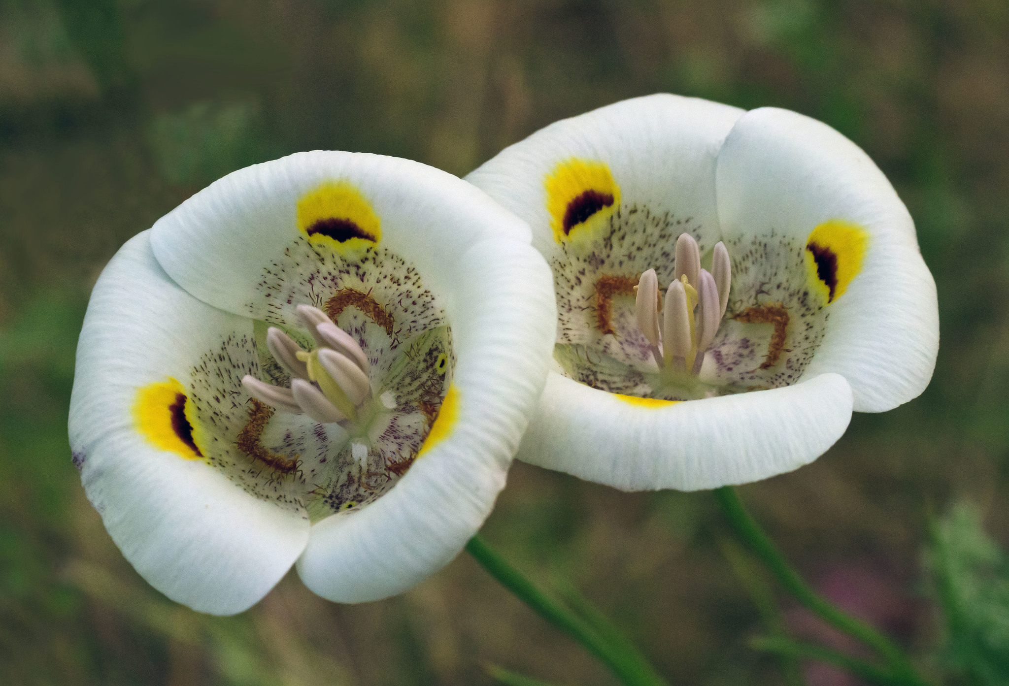 Superb Mariposa Lily (Calochortus superbus) · iNaturalist United