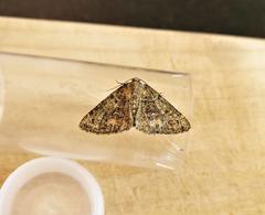 Cleorodes lichenaria