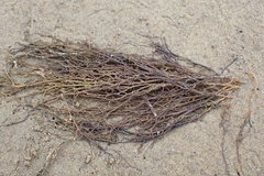 Gracilaria chilensis