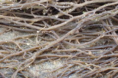 Gracilaria chilensis