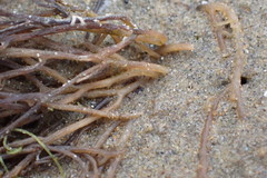Gracilaria chilensis