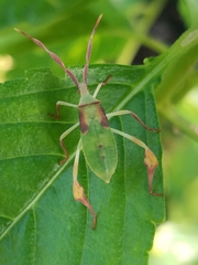Chondrocera laticornis