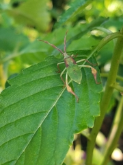 Chondrocera laticornis