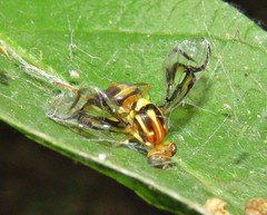 Anastrepha serpentina