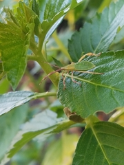 Chondrocera laticornis
