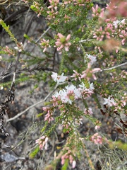 Calytrix alpestris