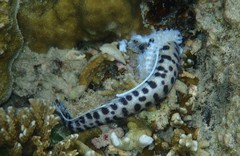 Myrichthys maculosus