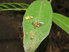 Anastrepha serpentina