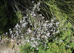 Leucopogon pulchellus