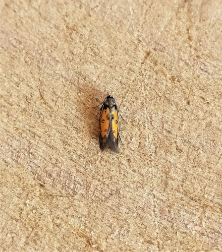 Chrysoclista linneella