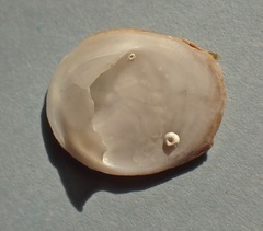 Crepidula nummaria