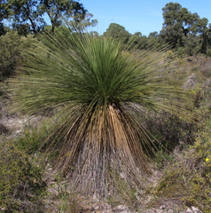 Xanthorrhoea acanthostachya