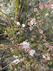 Calytrix alpestris