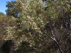 Hakea trifurcata