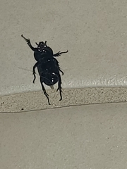 Phileurus