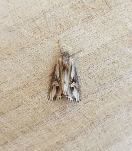 Actinotia polyodon