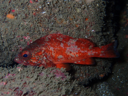 Vermilion Rockfish