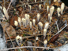 Clavariadelphus ligula