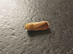 Sesamia nonagrioides