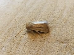 Sesamia nonagrioides