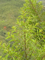 Vernonanthura patens